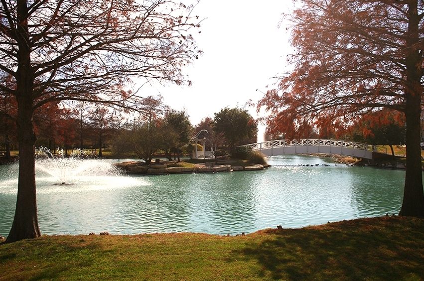 Autumn Cypress trees frame bush pond as their leaves turn to orange