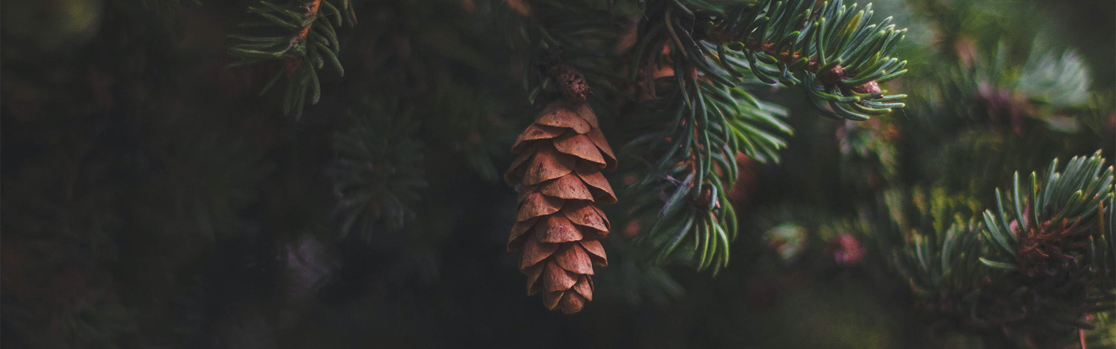 pine cone on a tree