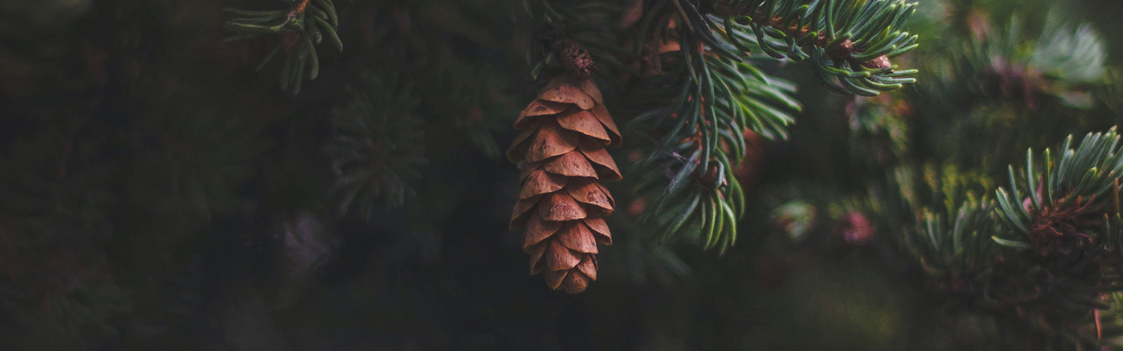 close up of a pine cone on a tree