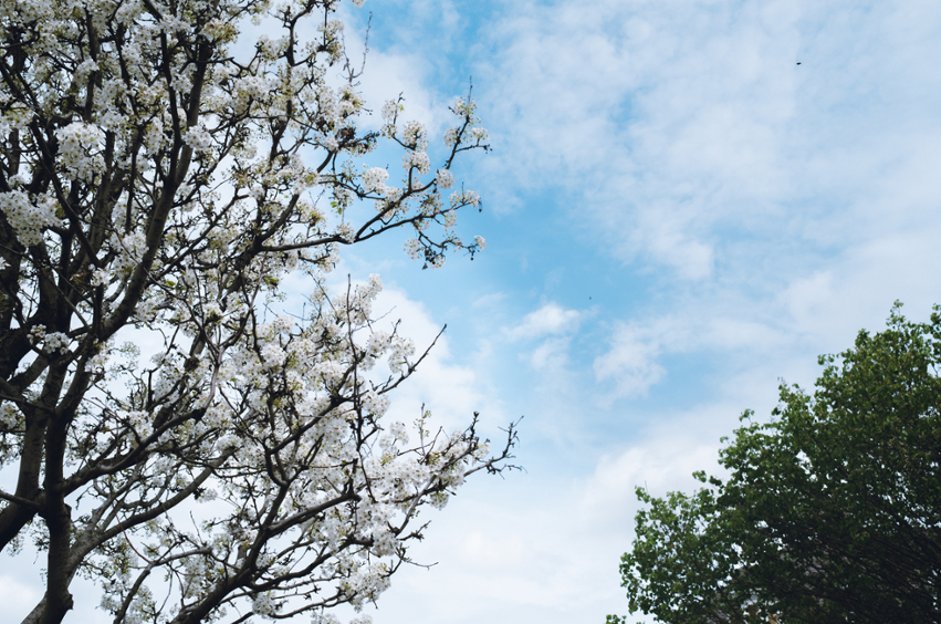 Spring trees on campus